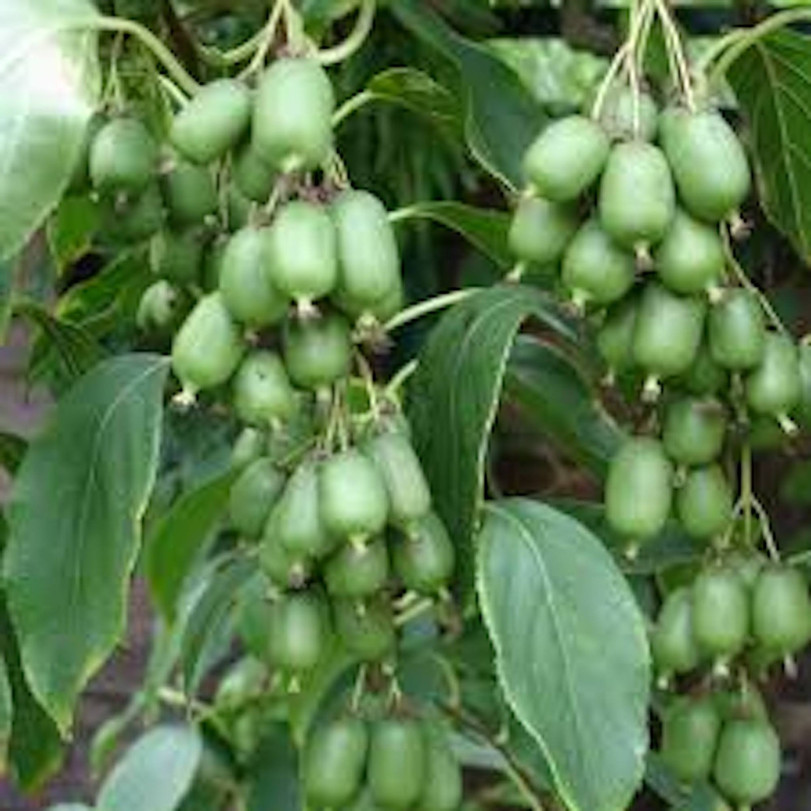 5 Issai Hardy Kiwi Plant Actinidia arguta Starter Plant