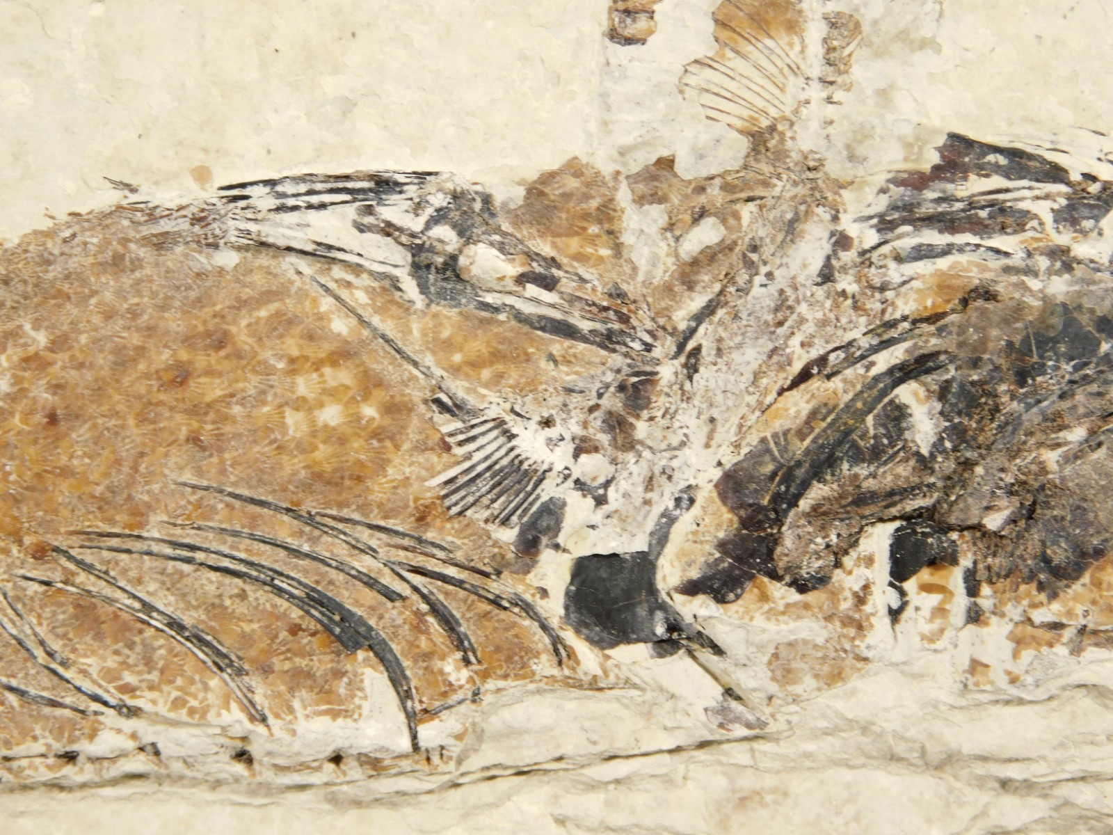 TWO! 100% Natural Knightia FISH Fossils From Wyoming! 282gr