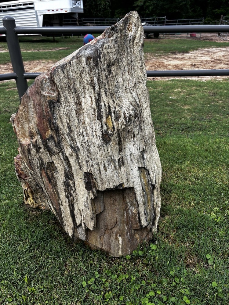 Large Petrified Wood Log