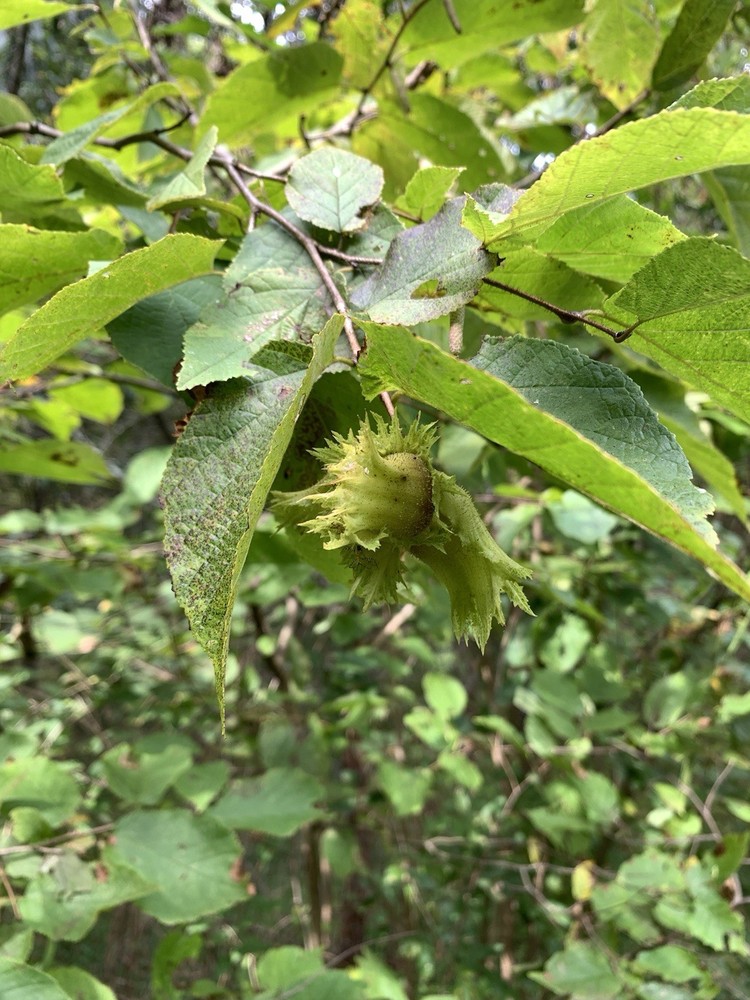 25 American Hazelnut Tree Seeds