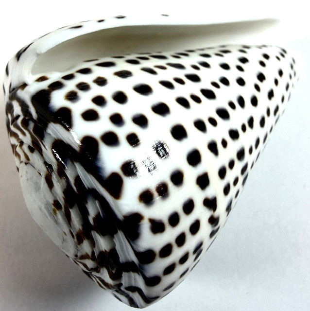 LARGE Conus leopardus 99.5mm Leopard Cone Shell Large Bold spotted pattern