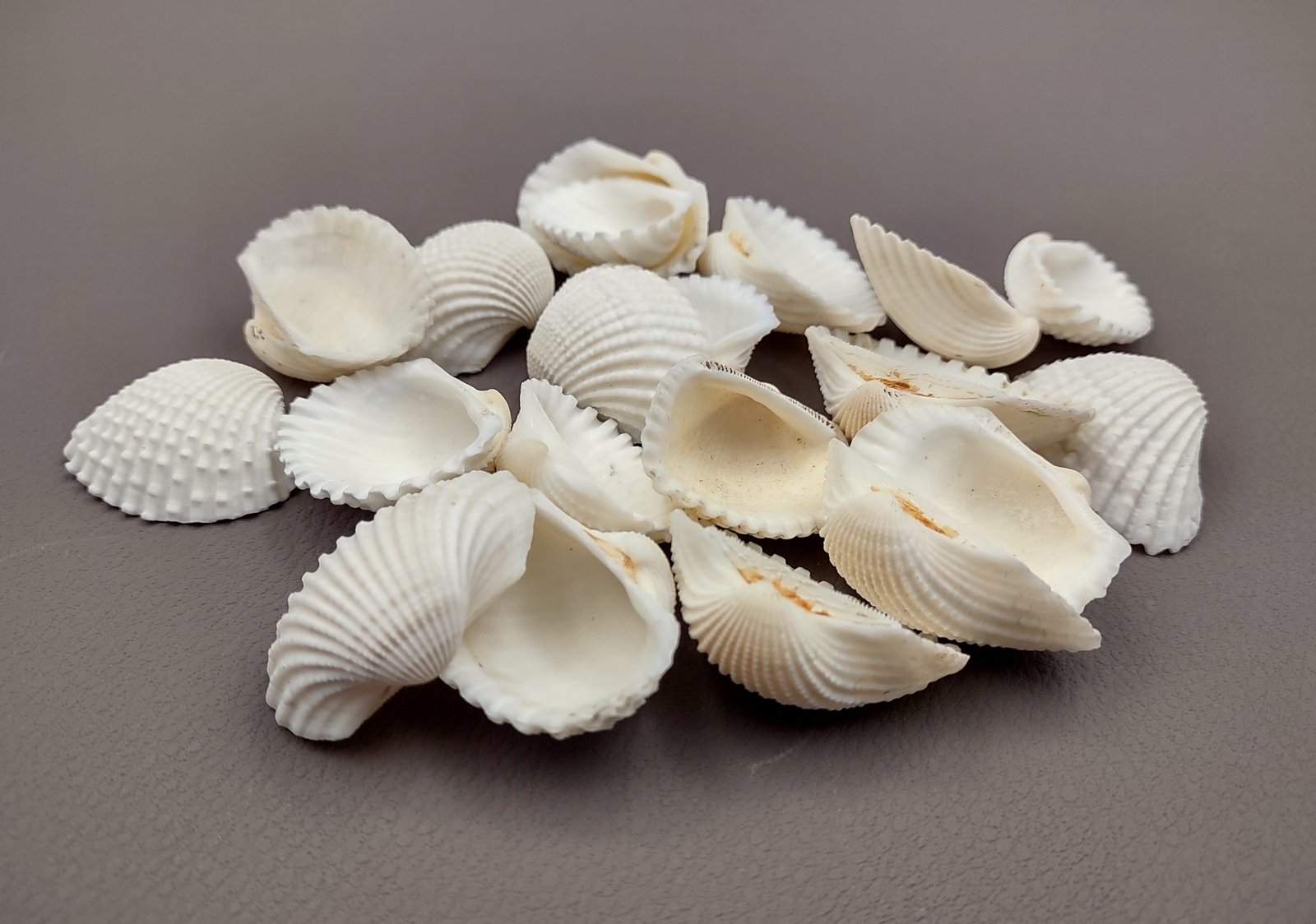 White Ark Clam Seashells Tegillarca Granosa (approx. 20+ shells 1+ inches)