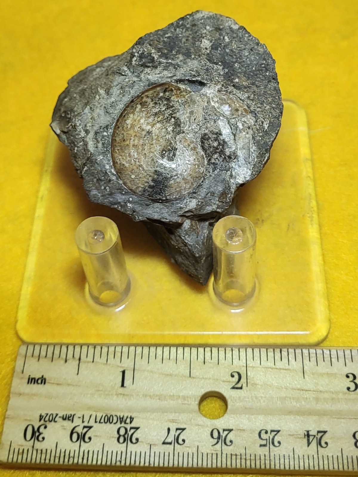 Sphenodiscus Lenticularis Ammonite Cretaceous Fox Hills Formation SD