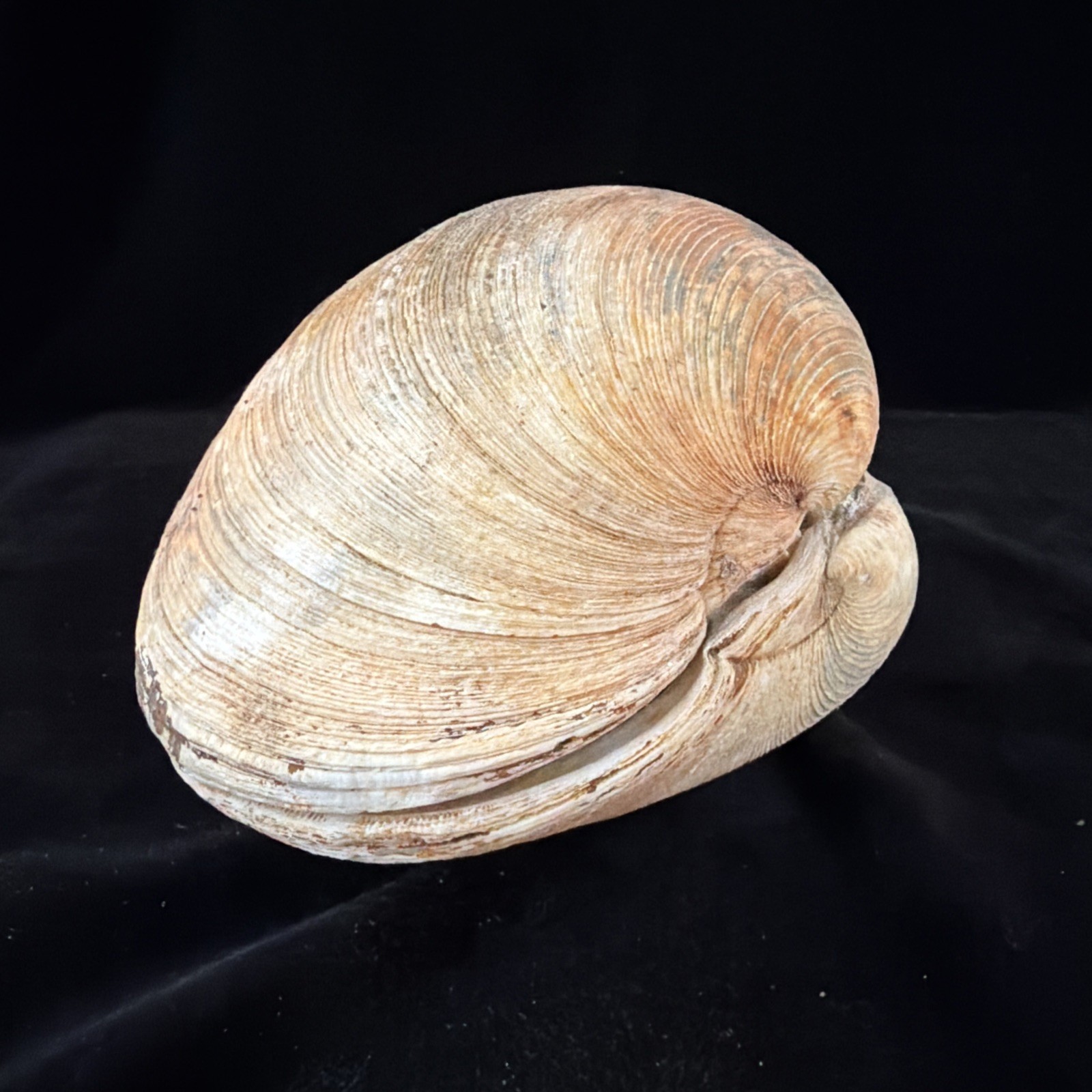 Giant Surf Clam Sea Shell 121.0mm X 127.4mm No Data (E874)