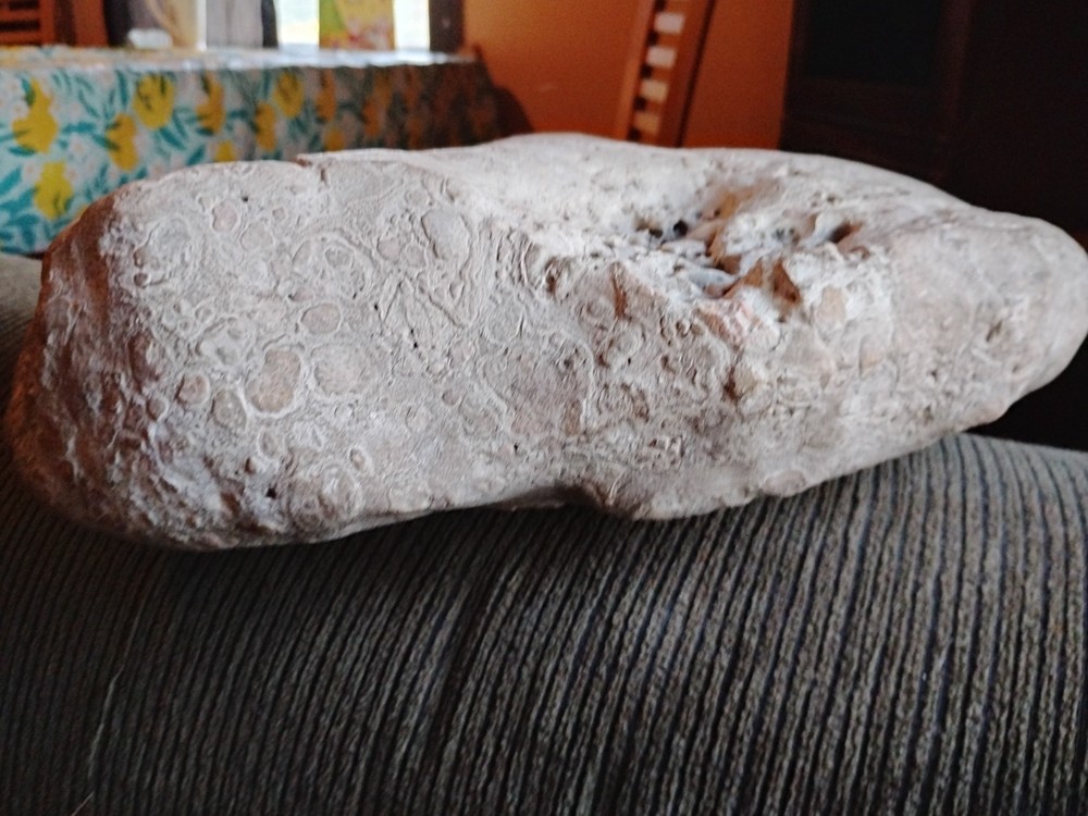 DEFINITELY A DINO BONE... DON'T KNOW WHICH ONE YET.. PLEASE HELP ME IDENTIFY IT.
