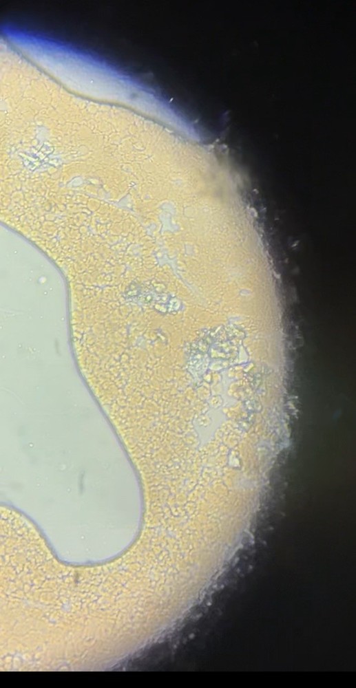 X Rapid Group Biological Microscope Model x_B8C6