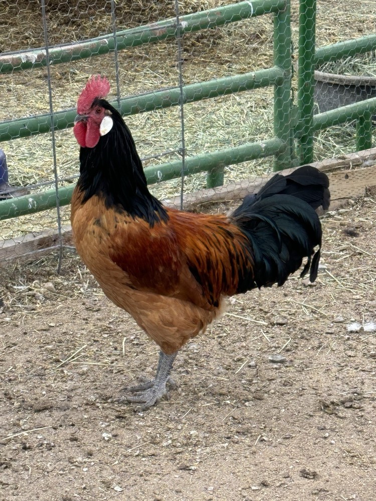 German Vorwerk Hatching Eggs