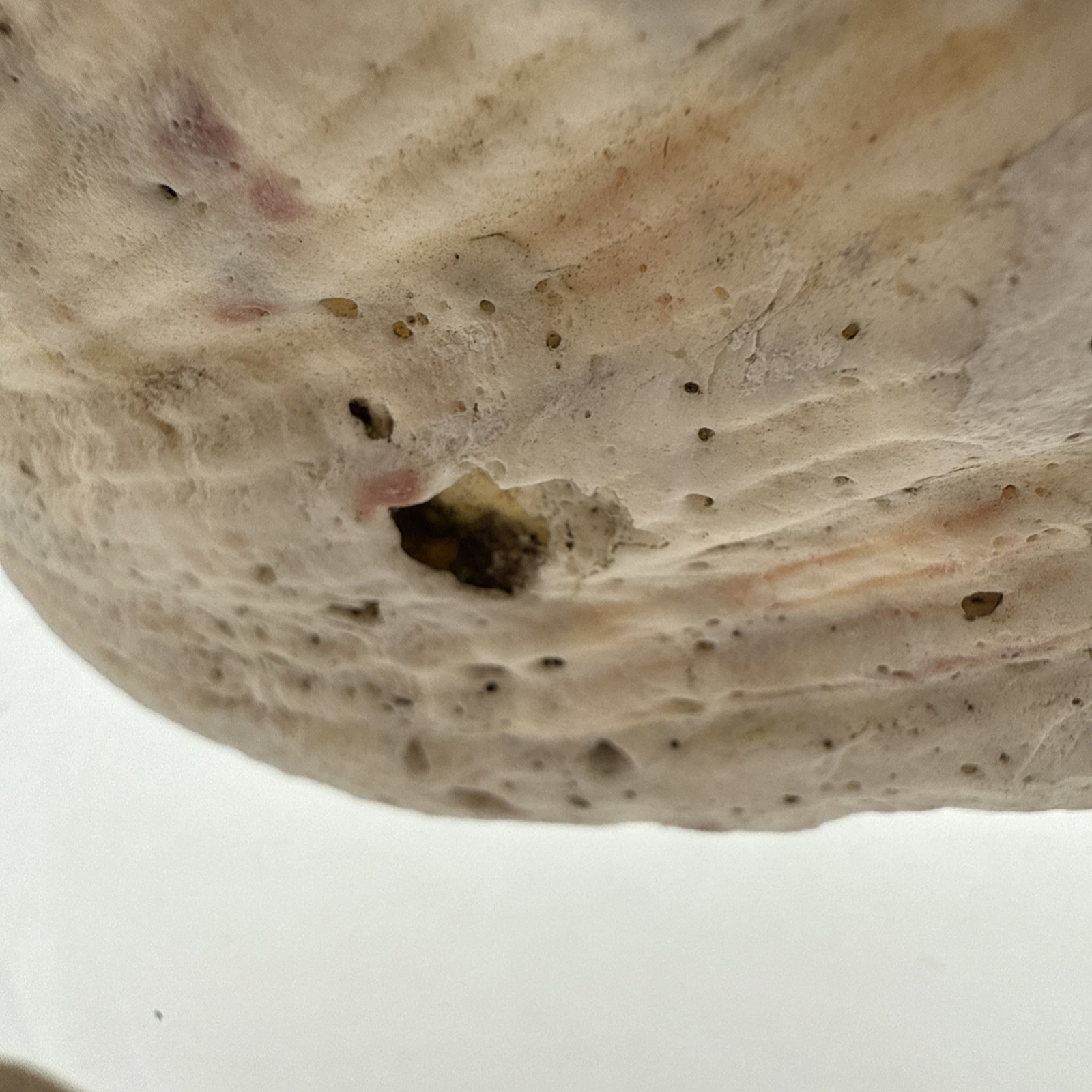 Giant Clam Shell Tridacna Gigas 9.5” Long X 7.5” Wide Fossil Indentations Clean