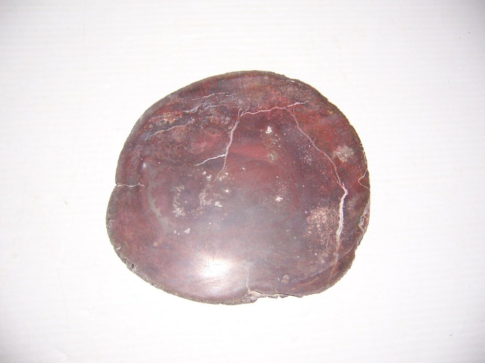 West Texas Petrified Wood Slice 7 1/2"