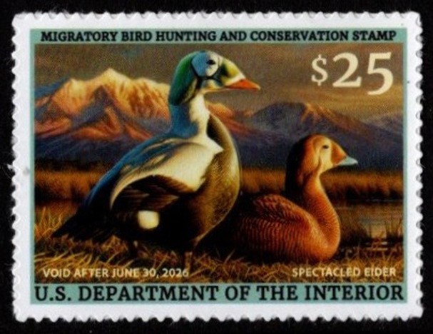 #RW92  2025 -2026 Federal Duck Stamp - Spectacled Elder  - MNH