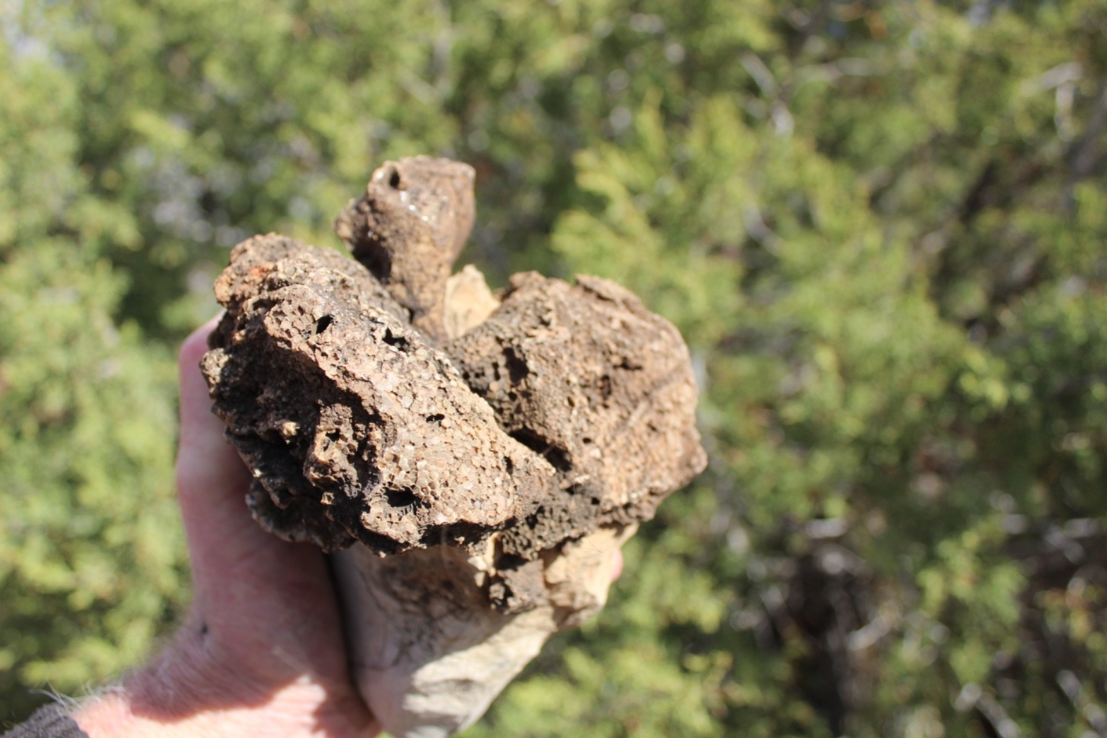 Fossil Beautiful HONEY COMB CORAL Favosites spp. Rare Locality ~ 400 Million