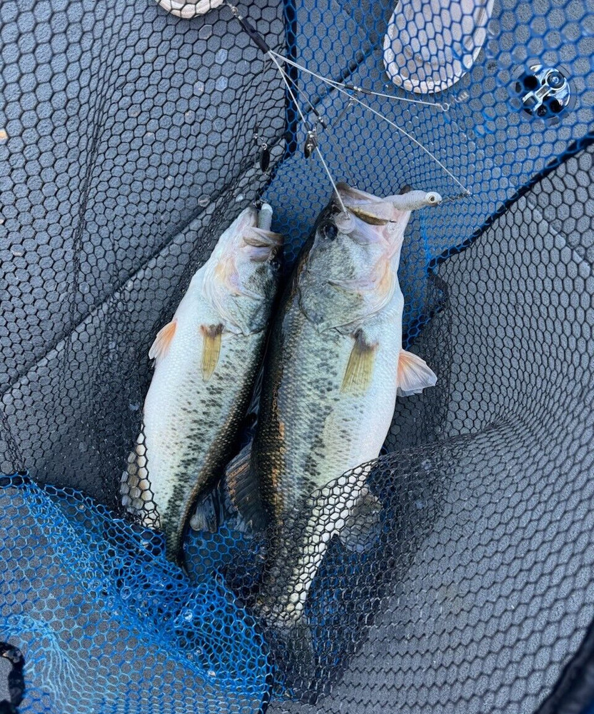 Umbrella Rig - New in Box