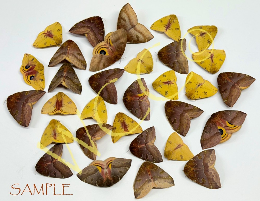 IO MOTH FEMALE A+++ QUALITY (ONE UNMOUNTED SPECIMEN)
