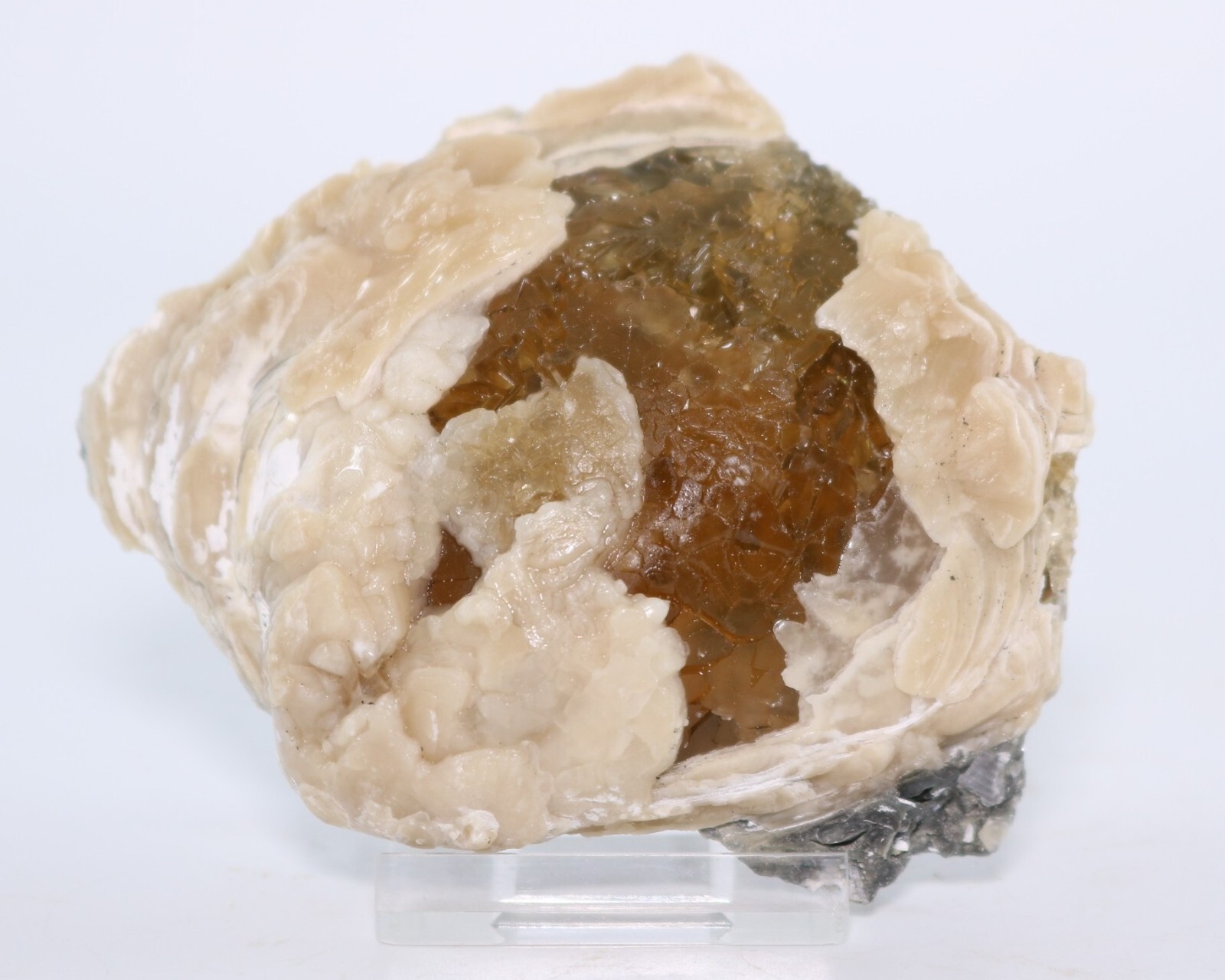 Fossil Clam & Golden Calcite 3.52" Mercanaria Rucks Pit Florida FL COA 6981