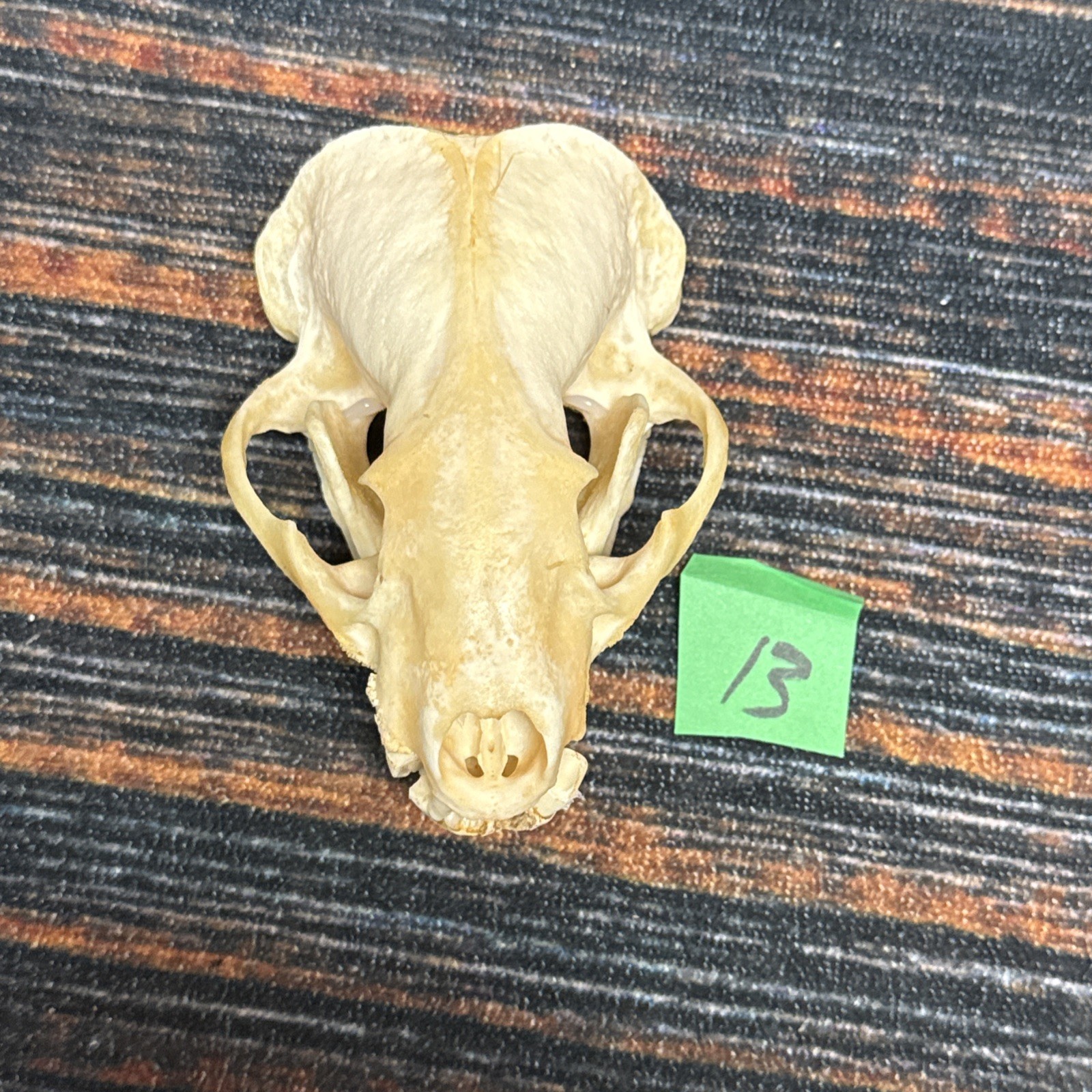 Real XL Badger Skull Unique Gift Halloween Craft Animal Mount Art Model Head Odd