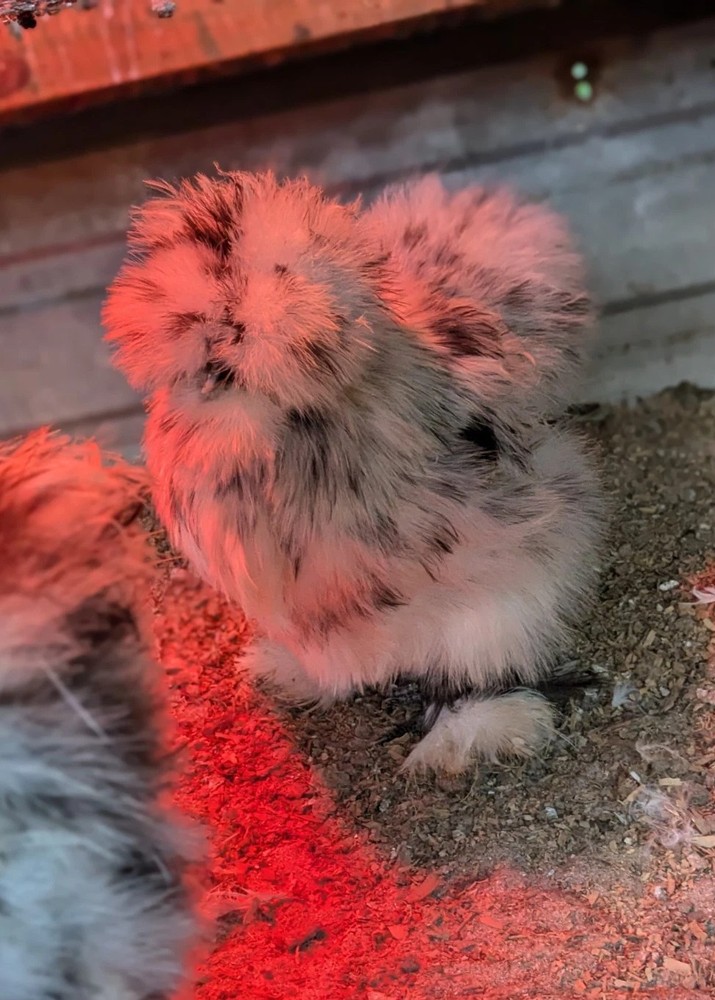 12 Quality Buff & Paint Eggs NPIP