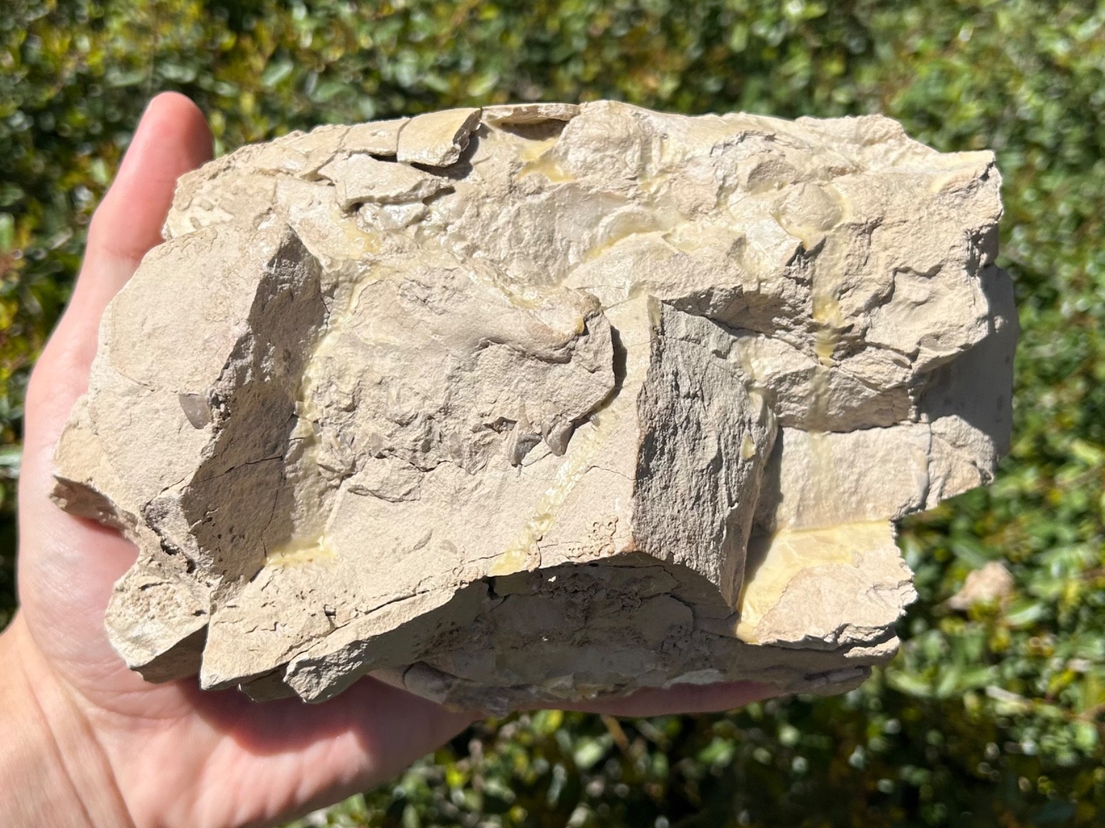 Fossil Oreodont Skull White River Oligocene Mammal Burke Formation Nebraska