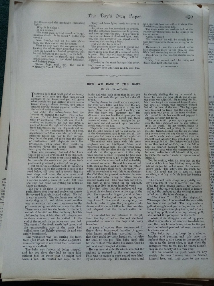 75-8  Ephemera 1896 article catching a baby elephant