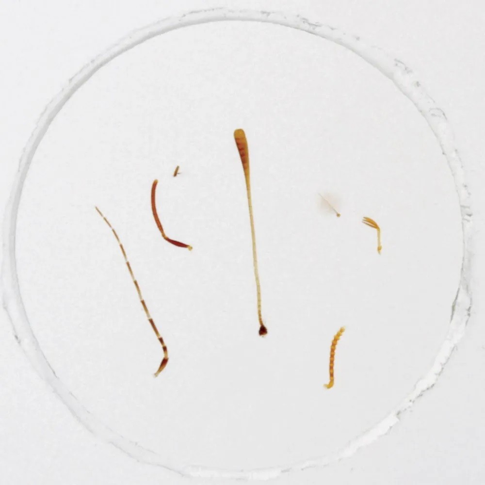 ABGIL Insect Antenna Slides.