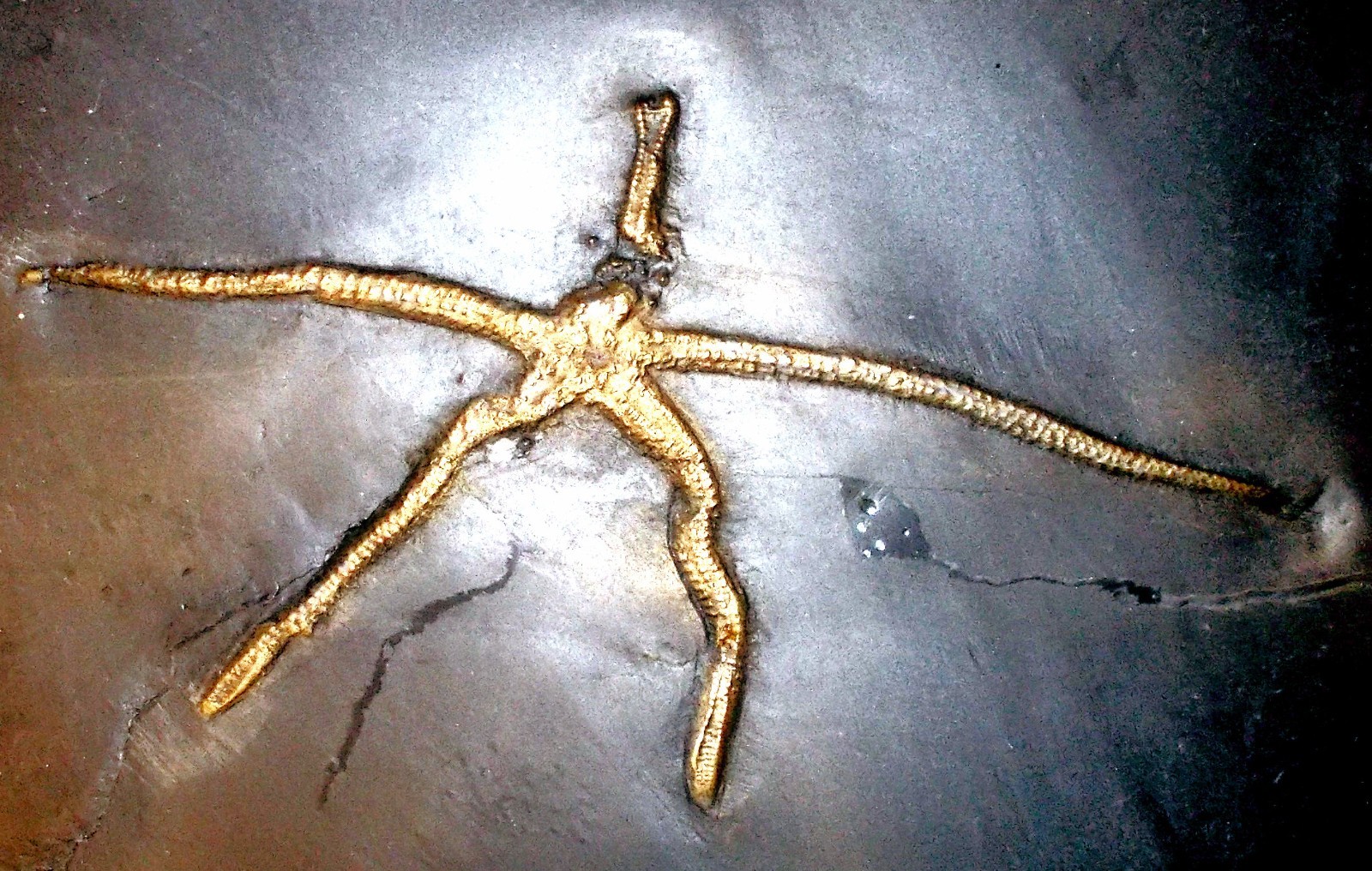 Detailed complete, 12cm Urastella asperula: Devonian, Bundenbach, Germany