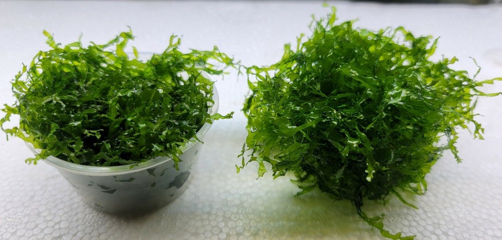 Plant/Moss Pack 1(2oz cup) Subwassertang, 1(2oz cup)Java Moss.