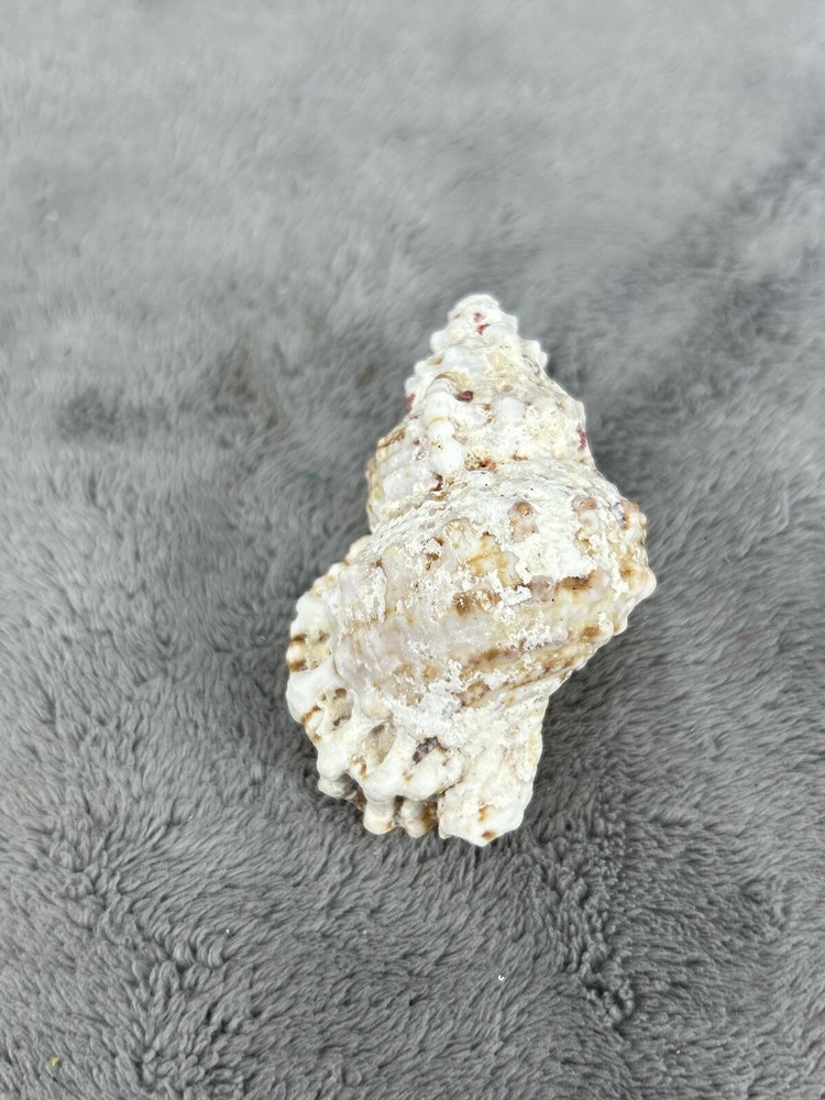 Large Pacific Lampas Shell Seashell 2.5" Beach Cottage Decor