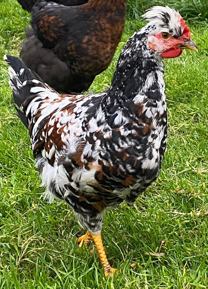 20+ Rare Breed Chicken Hatching Eggs Orpington, Wyandotte, Brahma, Faverolles