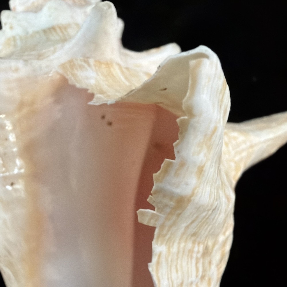 Queen Conch Shell 176.6mm No Collection Data (A666)