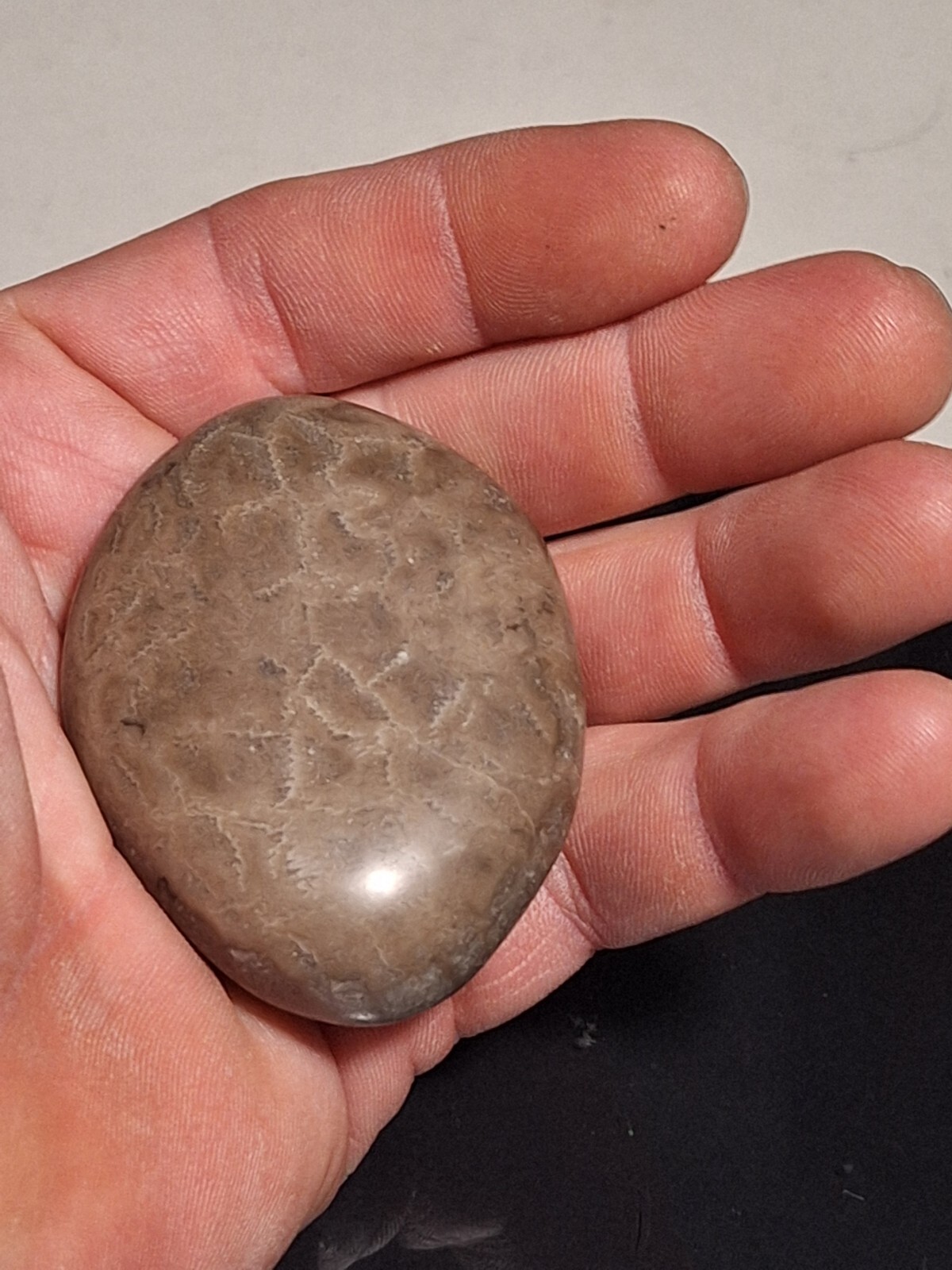 Hand polished Petoskey Stone, sm/md size. Semi precious, treasure, gift, fossil