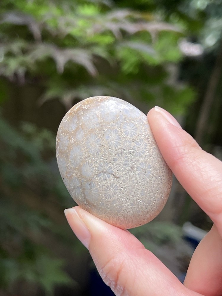 Fossilized Coral Crystal Palmstone AAA+ 33