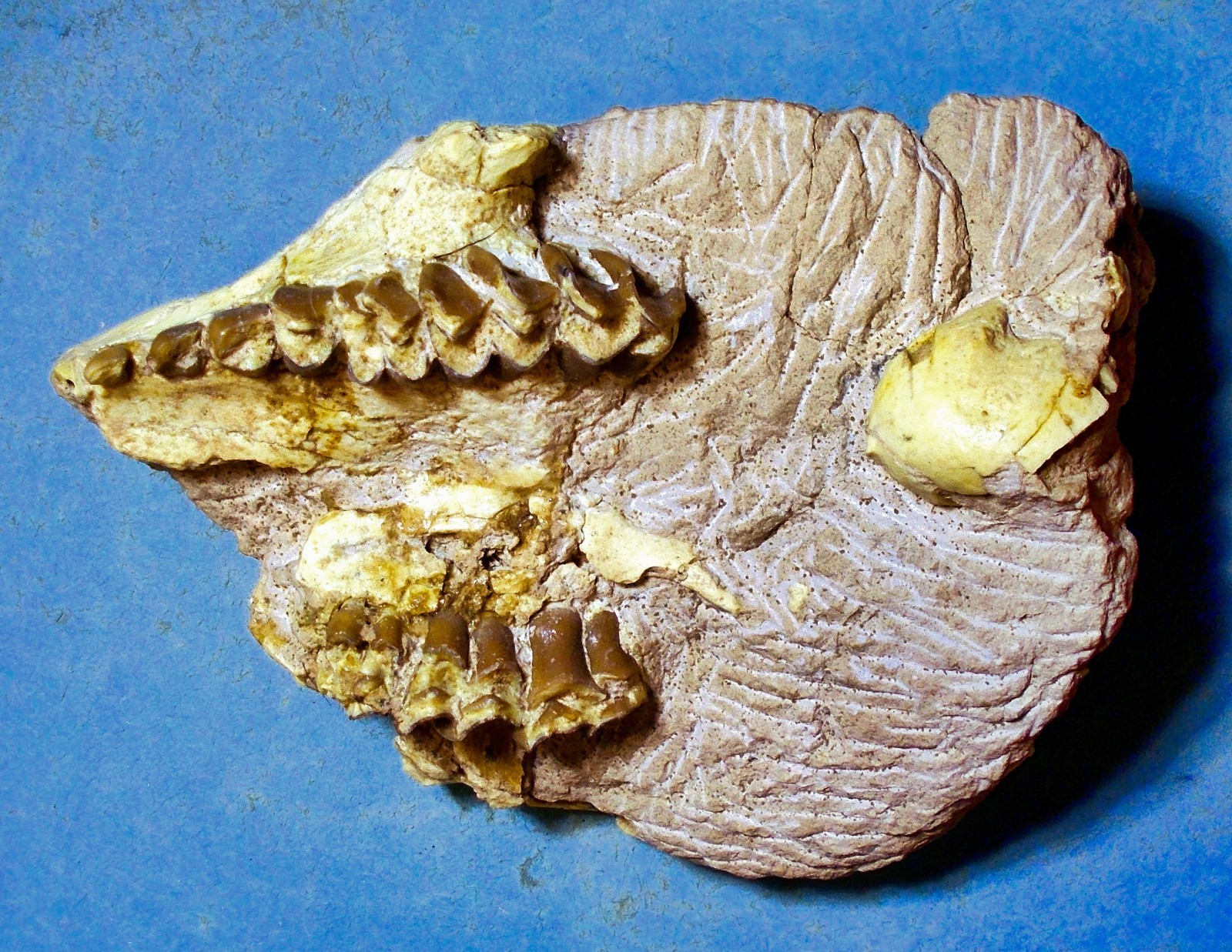 Scarse 11cm partial skull of Leptauchensis nitida from Eocene of Wyoming, USA.