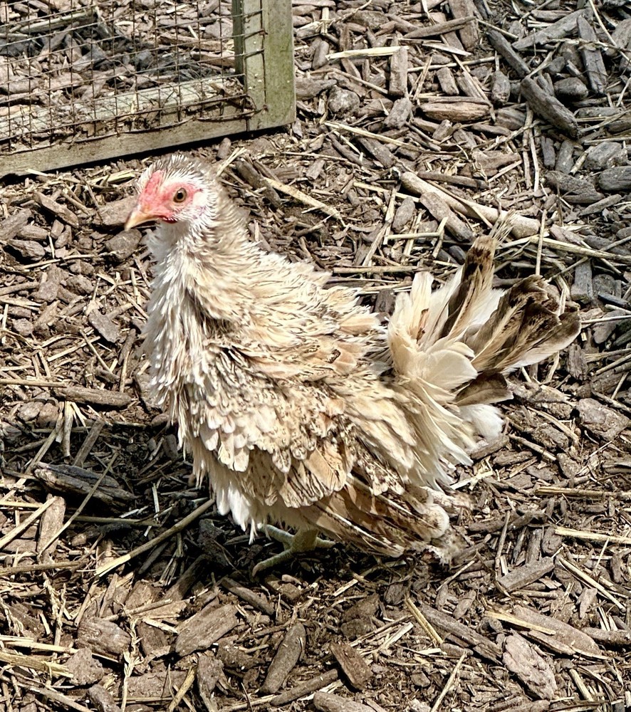 kikiriki hatching eggs 6++ PLEASE READ THE DESCRIPTION