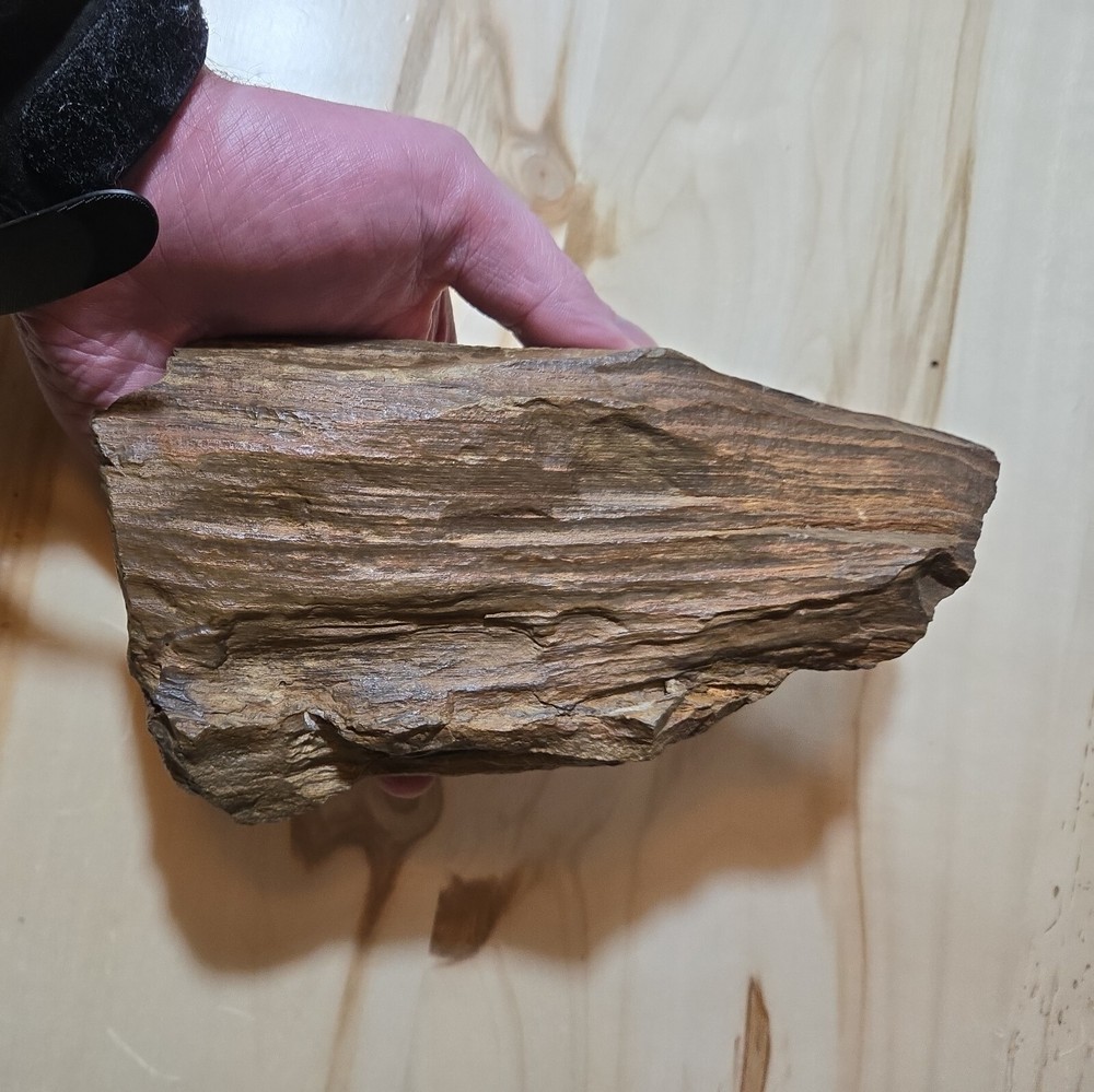 Amazing Petrified Wood Sample