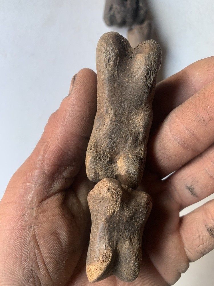 Fossilized Bison Bones