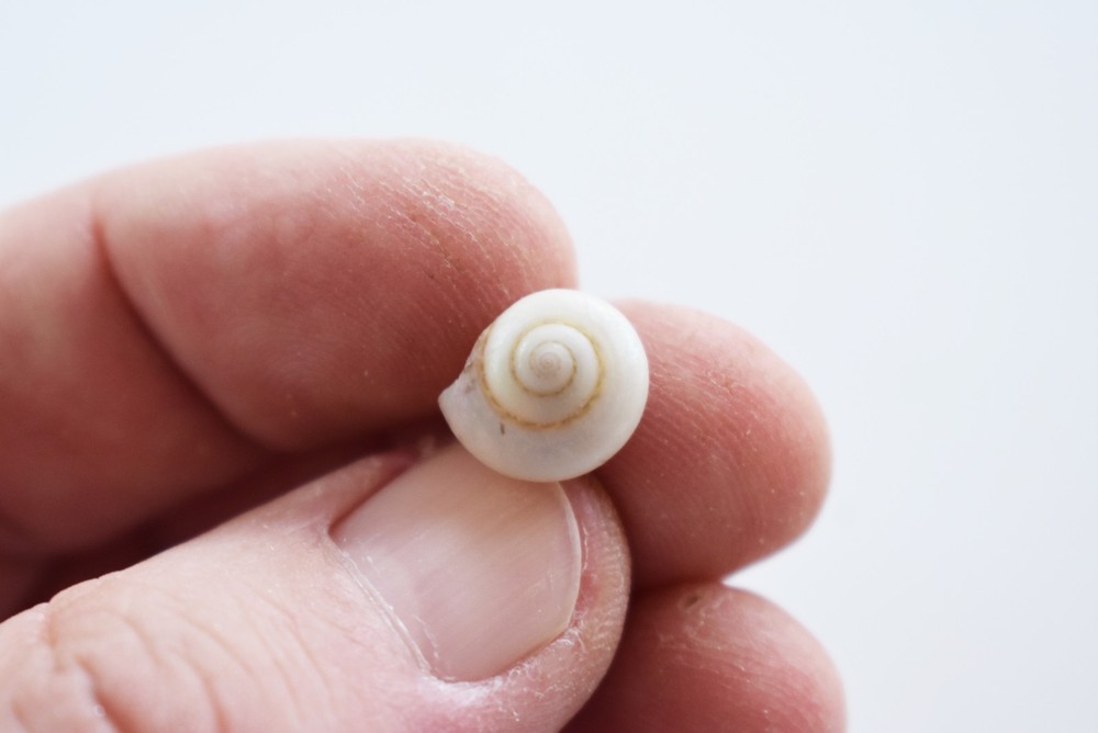 1/2 LB (about 500 shells) Pearl Umbonium Mini Button Top Shells (1/2") Crafts
