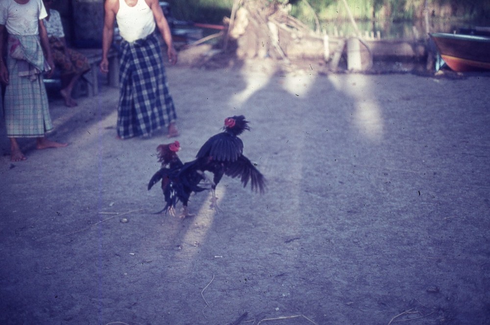 1965 dated 35 MM SLIDE PHILIPPINES COCK FIGHT #4