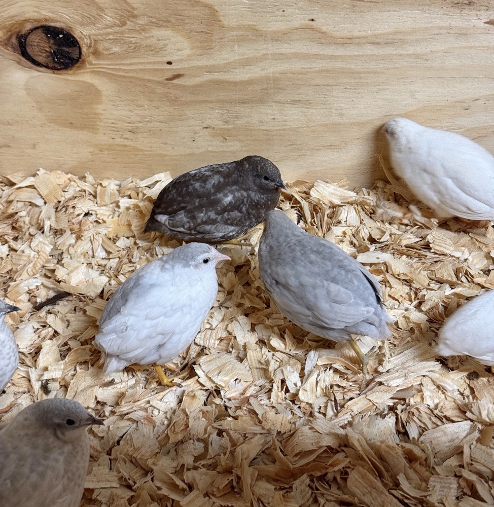 2 Dozen 24+, BUTTON QUAIL Hatching Eggs