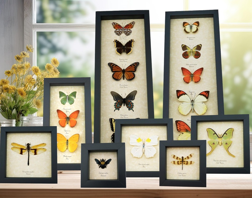 Wasp Mimic Moth: Framed Painted Handmaiden Insect Display