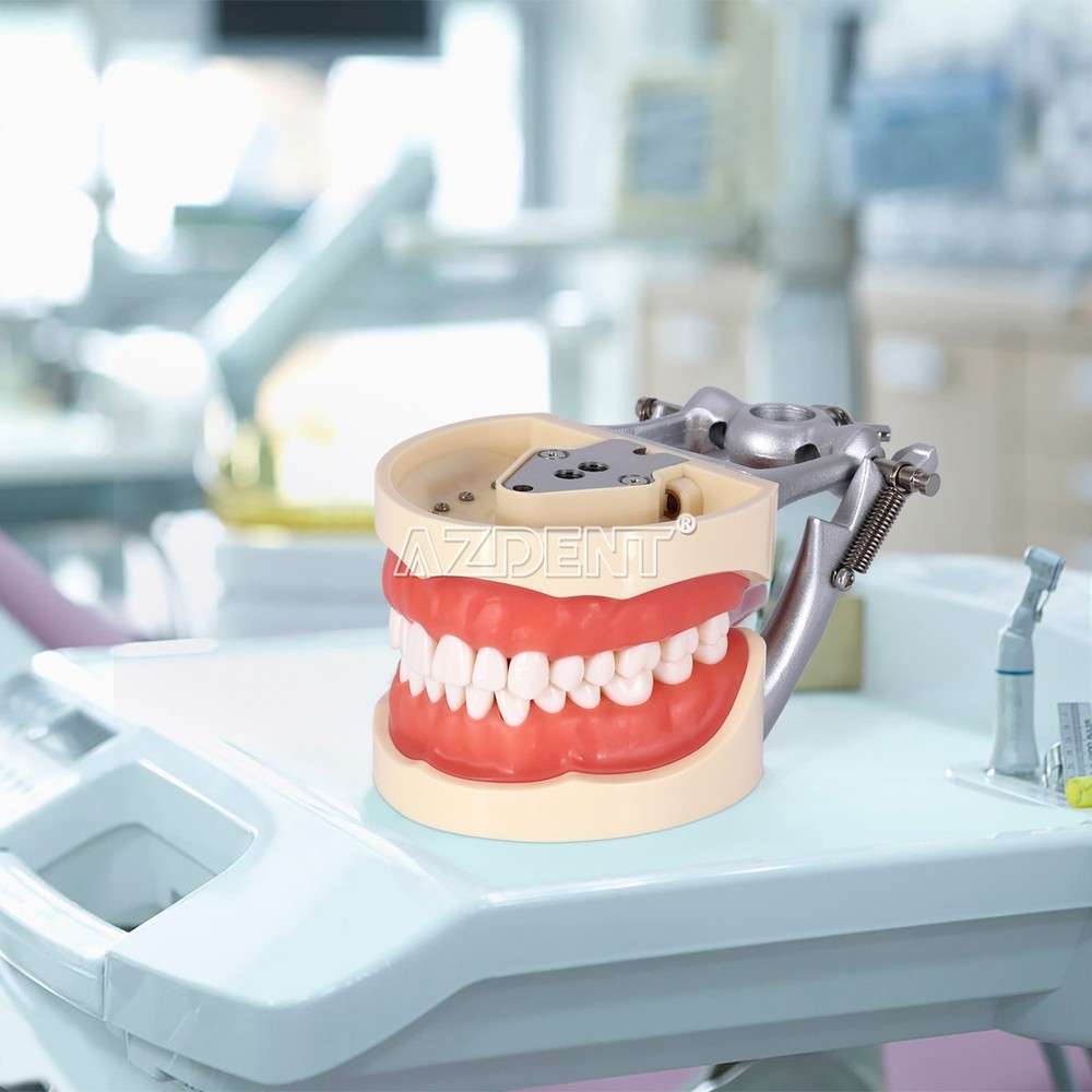 Dental Teeth Model With Removable Teeth Compatible with 200 teeth