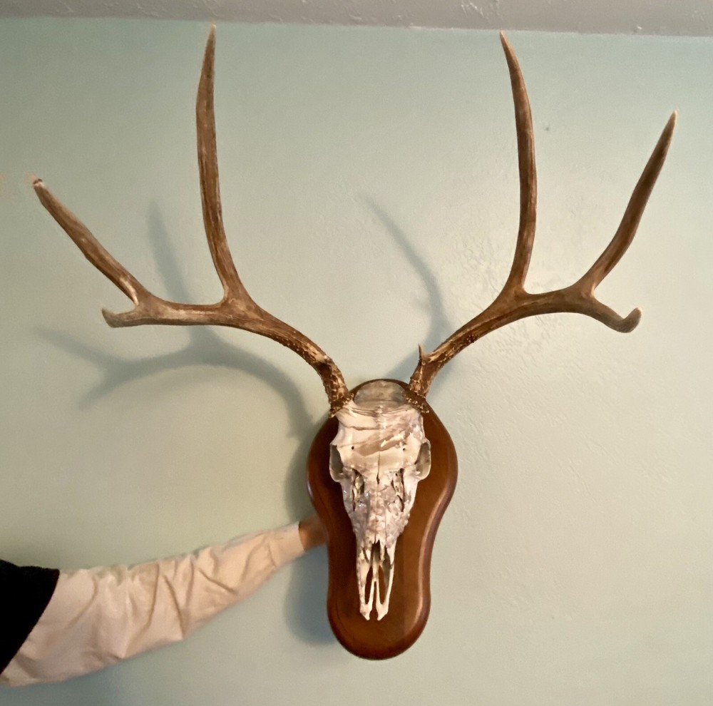 European Mule Deer 3 Point Wall Mount