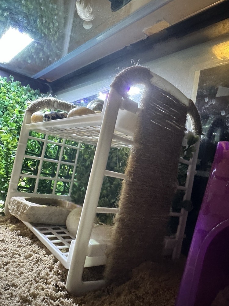 Handmade Hermit Crab Shell Shop