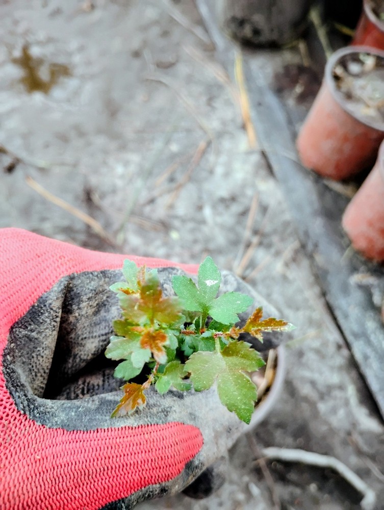 Washington Hawthorn Tree, 1 Quart Pot.