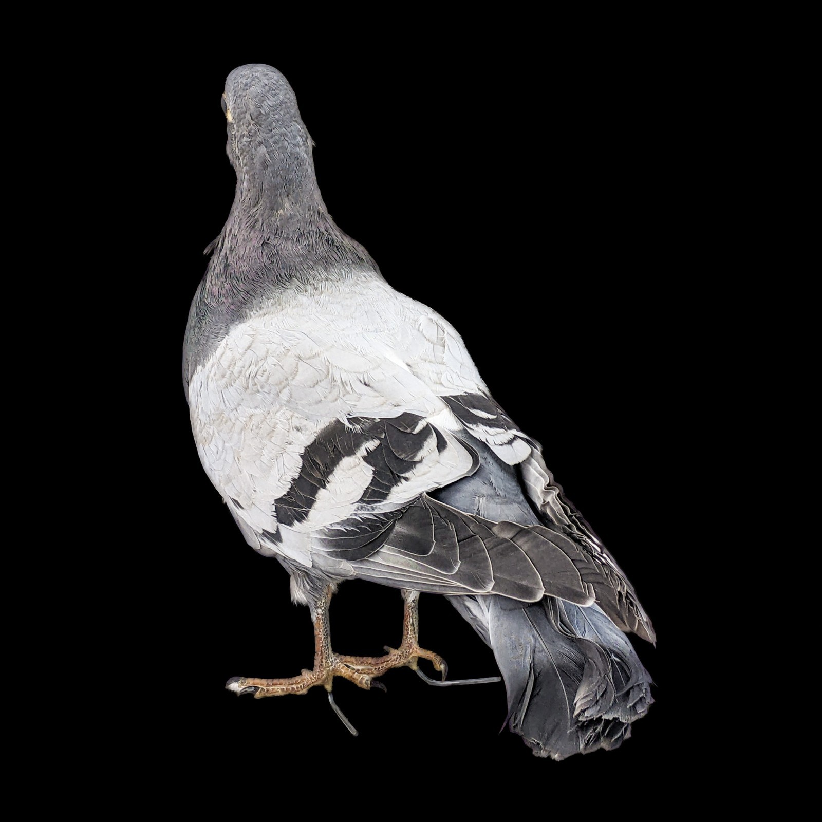 Rock Pigeon bird c livia dove collectible Taxidermy Oddity Curiosity decor gift