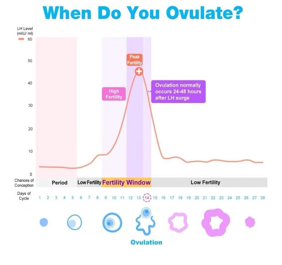 Easy@Home Ovulation Test Strips (50-Pack), FSA Eligible Ovulation Predictor Kit