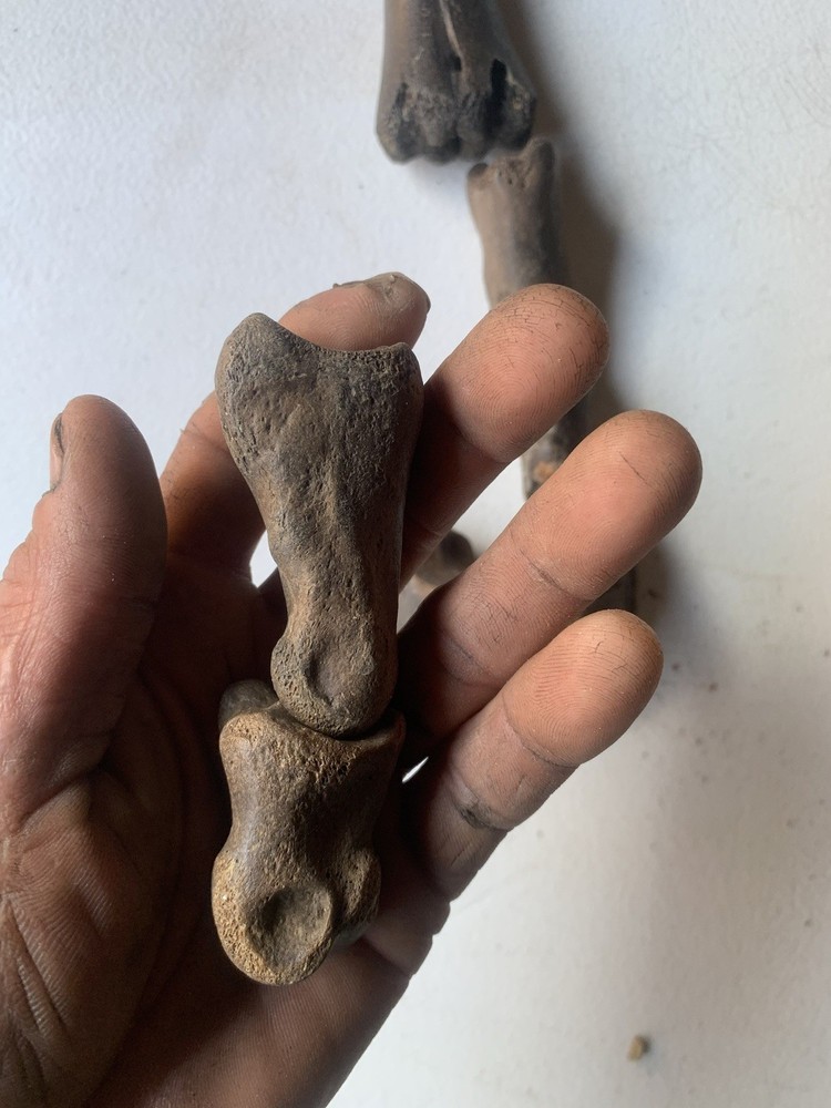 Fossilized Bison Bones