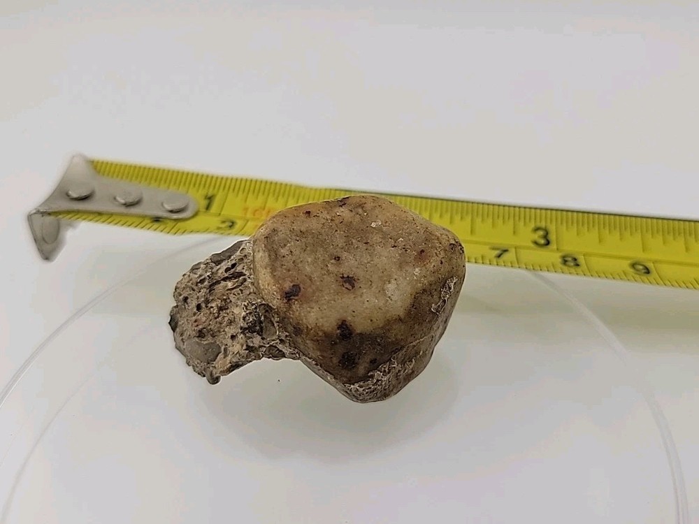 Fossilized Dinosaur HAND CLAW/Knuckle Bone Permineralized Fossil