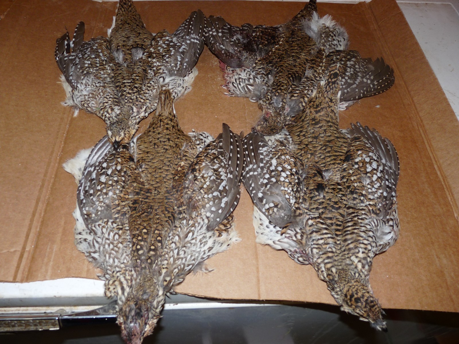 1 Beautiful no 1 SHARPE TAIL GROUSE SKIN craft dog training ART FLY TYING SHARP