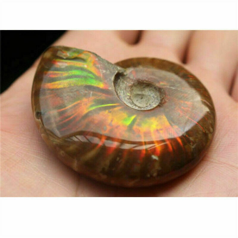 Natural Crystal Iridescent Ammonite Ammolite Facet Specimen Fossil Madagascar @