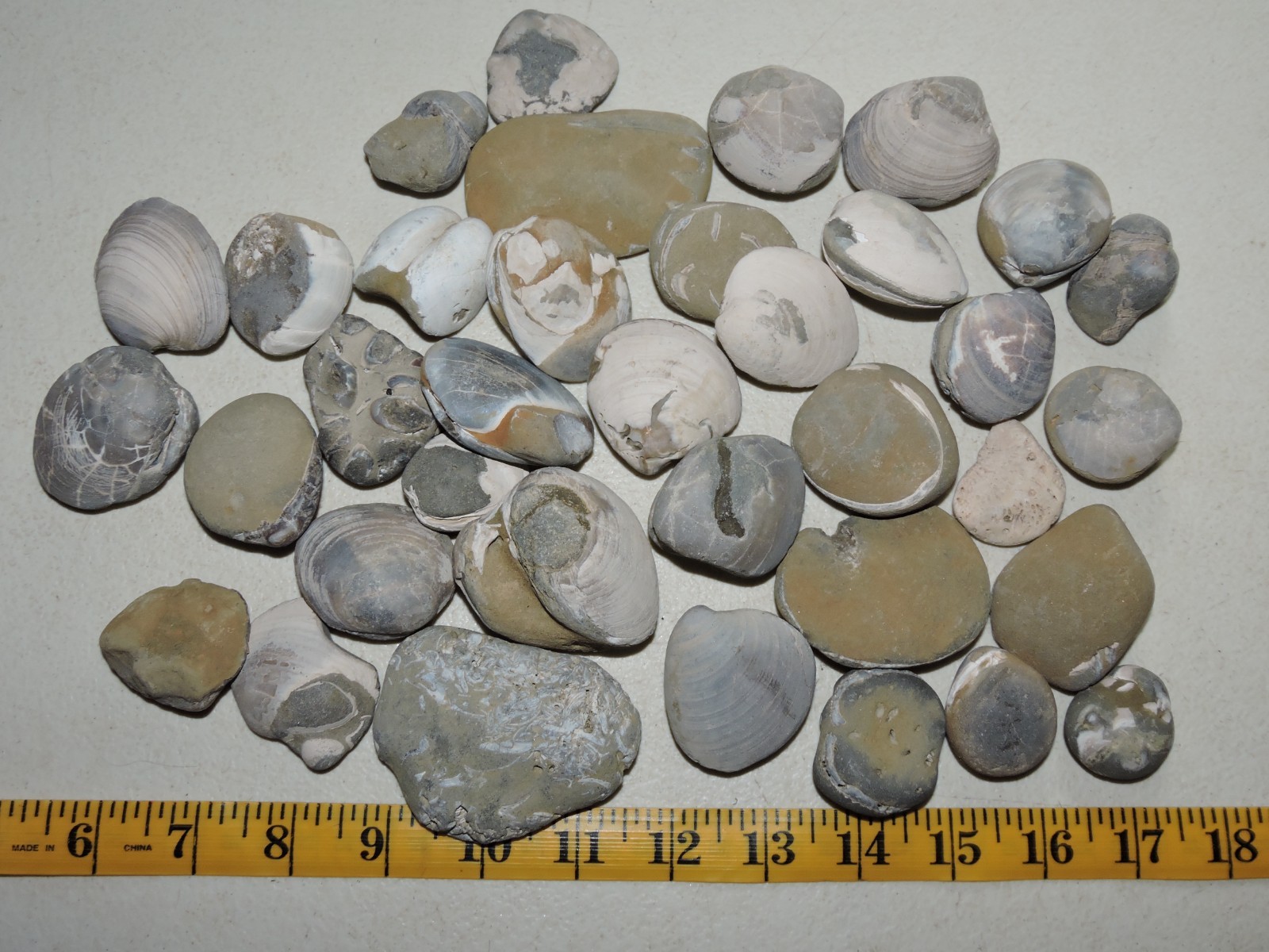 Box of MIXED Pacific Coast CLAM FOSSIL SHELL STONES Anadara, Steinkern ( 4 lb )