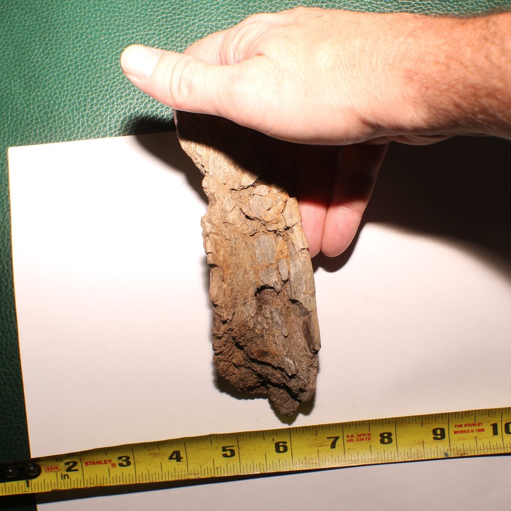 Huge Dinosaur Vert Process - Hell Creek Formation - Late Cretaceous - Nice Sized